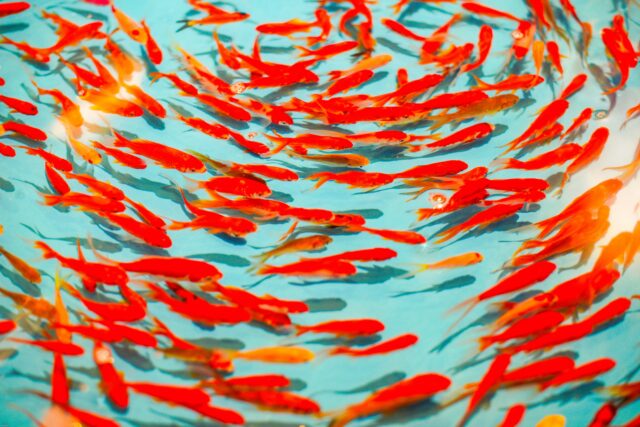 yang-miao-551683-unsplash